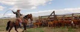 cowboy roping